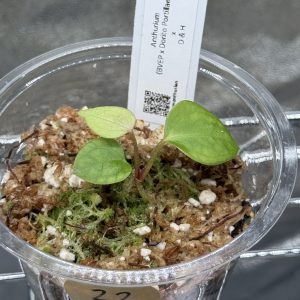 Anthurium (BVEP x Dorito Portillae) x DaH - Nr.22