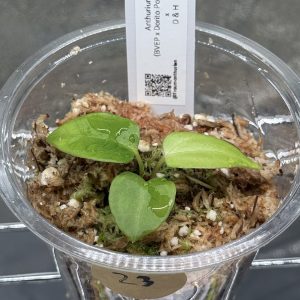 Anthurium (BVEP x Dorito Portillae) x DaH - Nr.23