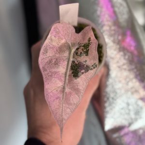 Alocasia Amazonica Pink Mint