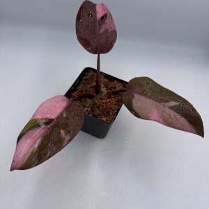 Philodendron Persimmon Princess Pink