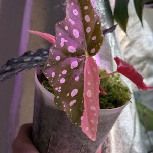 Begonia Maculata Pink Variegata