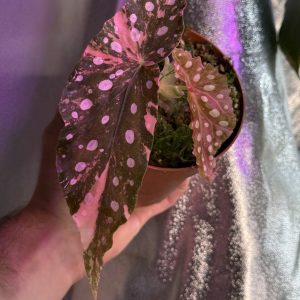 Begonia Maculata Pink Variegata