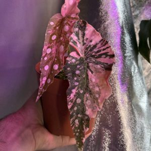 Begonia Maculata Pink Variegata