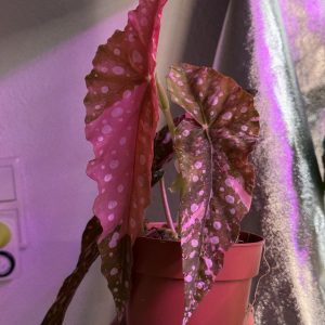 Begonia Maculata Pink Variegata