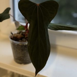Anthurium (RLxFS) x self - clone cutting