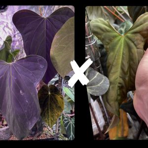 Anthurium Mr. Worldwide S1 #2 x (Pap. #8 x Pap. Soul Reaper) - 1 leaf seedling