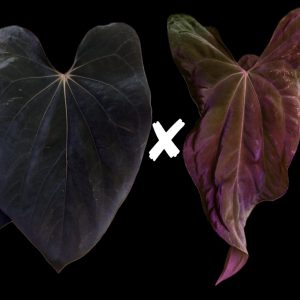 Anthurium BVEP x (Papillilaminum #8 x Soul Reaper) - germinated seeds