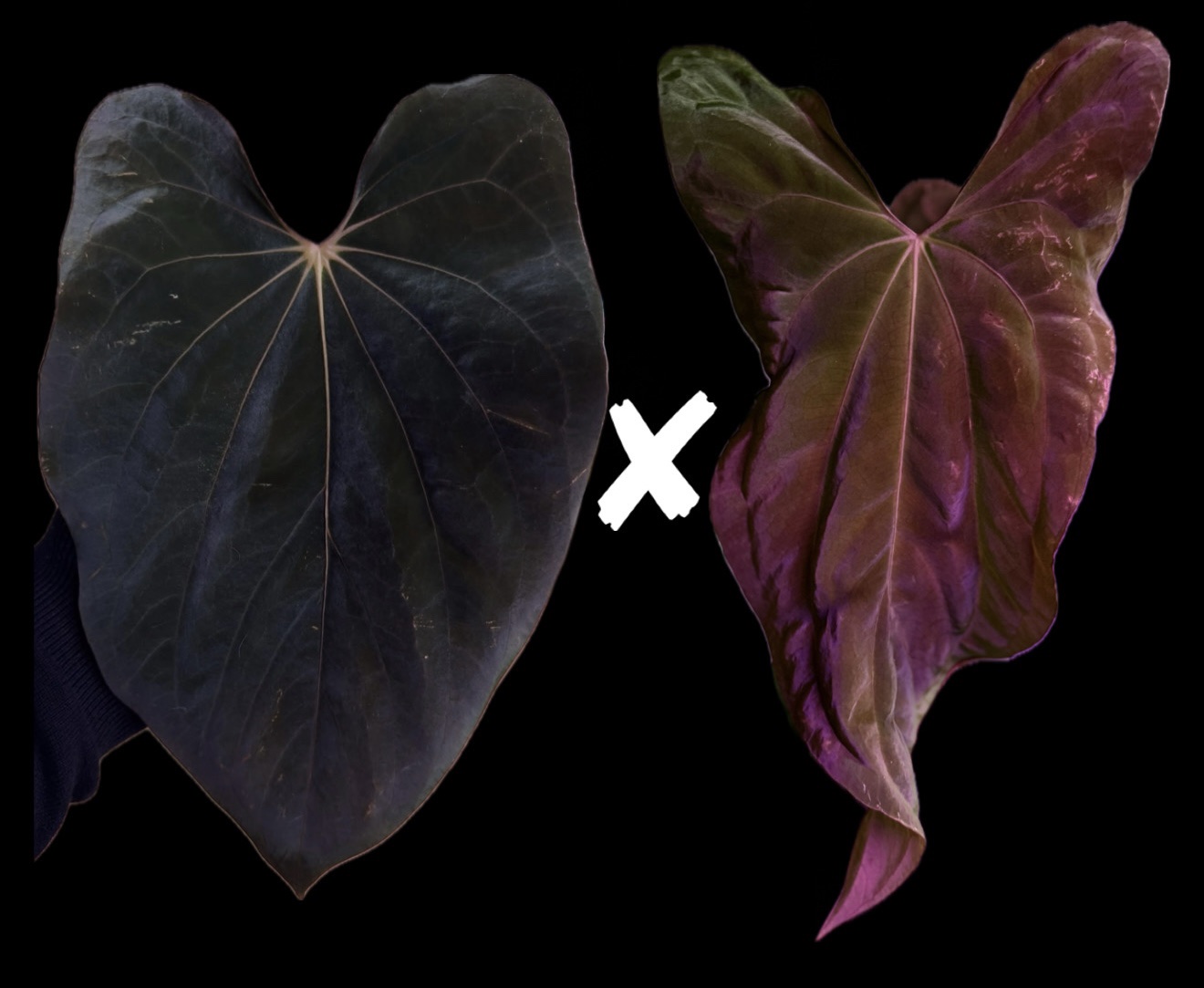Anthurium BVEP x (Papillilaminum #8 x Soul Reaper) - germinated seeds