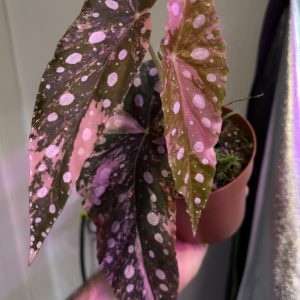 Begonia Maculata Pink Variegata