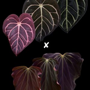 Anthurium Carlablackiae RA8 x (BVEP x Dorito Portillae) #1 - one leaf seedling