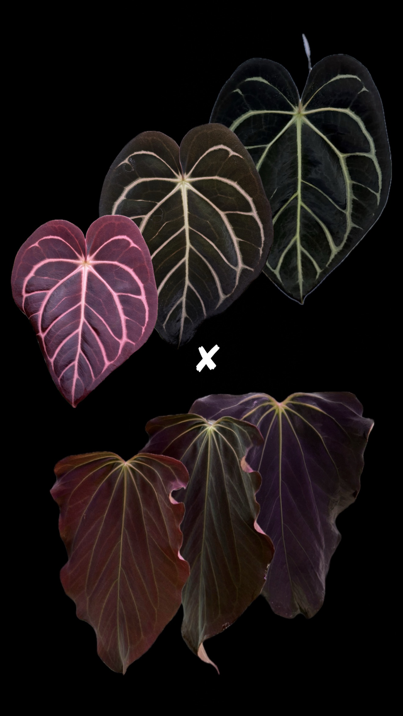 Anthurium Carlablackiae RA8 x (BVEP x Dorito Portillae) #1 - one leaf seedling