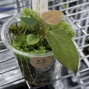 Anthurium (BVEP x Dorito Portillae) #2 x DaH - Nr.22
