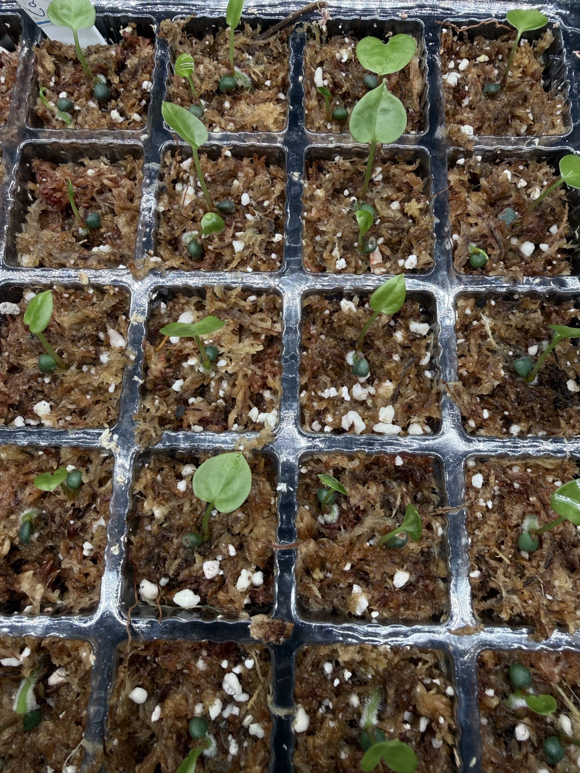 Anthurium Carlablackiae RA8 x (BVEP x Dorito Portillae) #1 - one leaf seedling – Bild 2