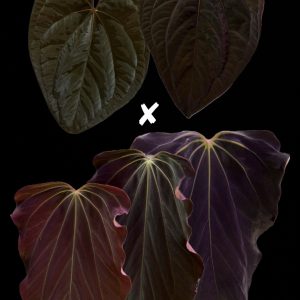 Anthurium RVDP x (BVEP x Dorito Portillae) #1 - 1 leaf seedling