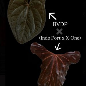 Anthurium Red Vein Dark Phoenix × (Indo Portillae x Papillilaminum 'X-One') - small seedling