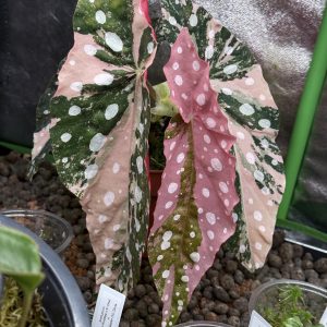 Begonia Maculata Pink Variegata