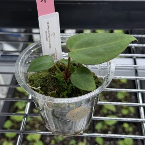 Anthurium (BVEP x Dorito Portillae) #2 x DaH - Nr. 1
