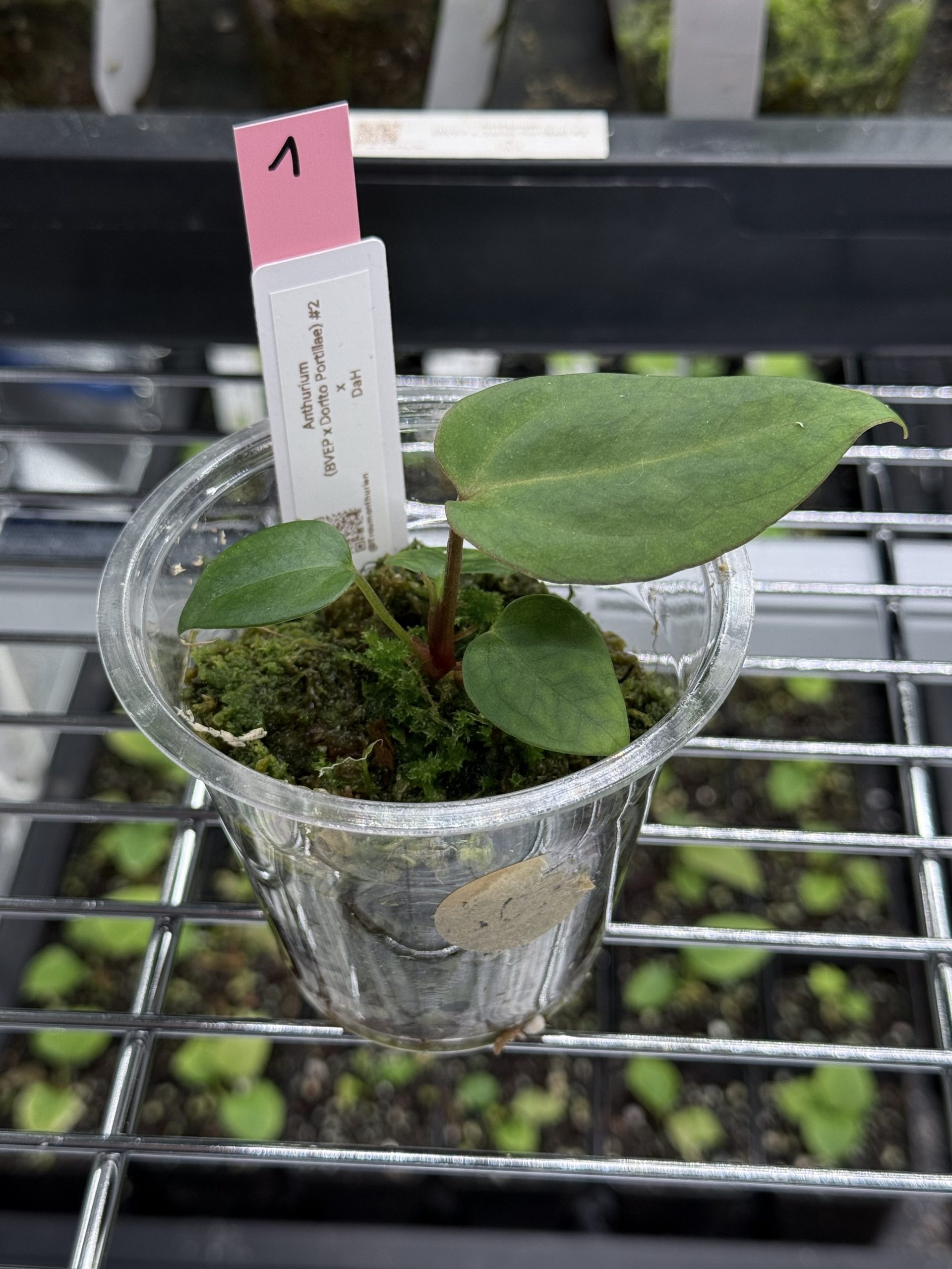 Anthurium (BVEP x Dorito Portillae) #2 x DaH - Nr. 1