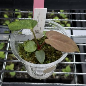 Anthurium (BVEP x Dorito Portillae) #2 x DaH - Nr. 2