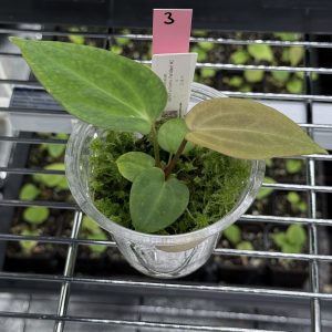 Anthurium (BVEP x Dorito Portillae) #2 x DaH - Nr. 3