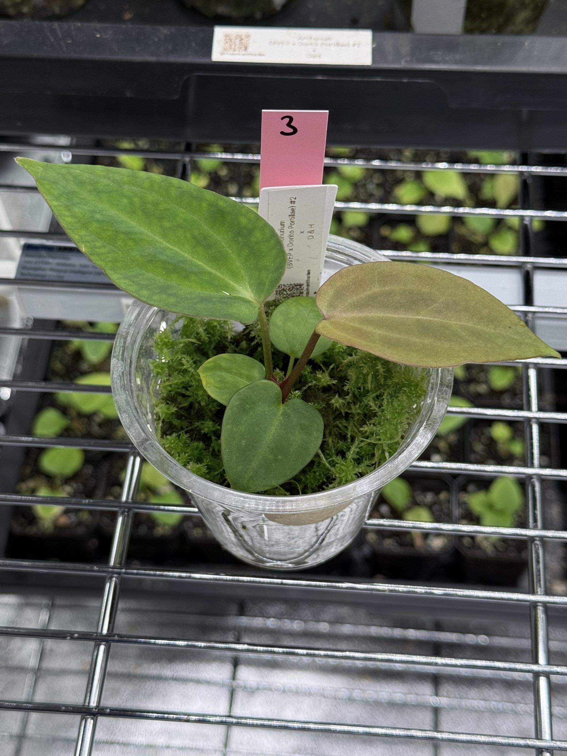Anthurium (BVEP x Dorito Portillae) #2 x DaH - Nr. 3