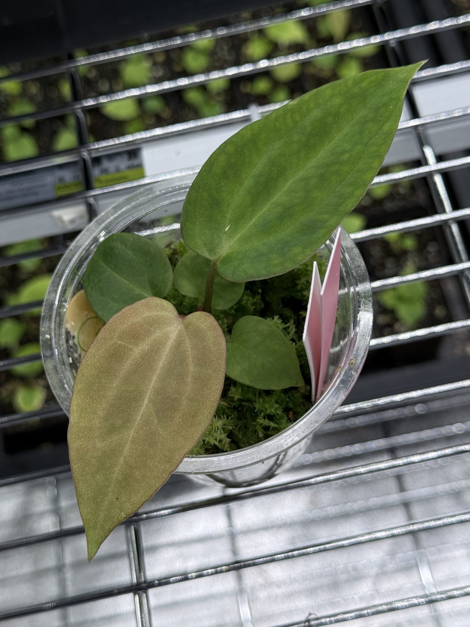 Anthurium (BVEP x Dorito Portillae) #2 x DaH - Nr. 3 – Bild 2
