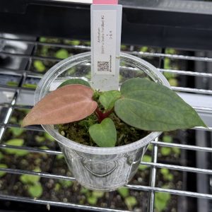 Anthurium (BVEP x Dorito Portillae) #2 x DaH - Nr. 14