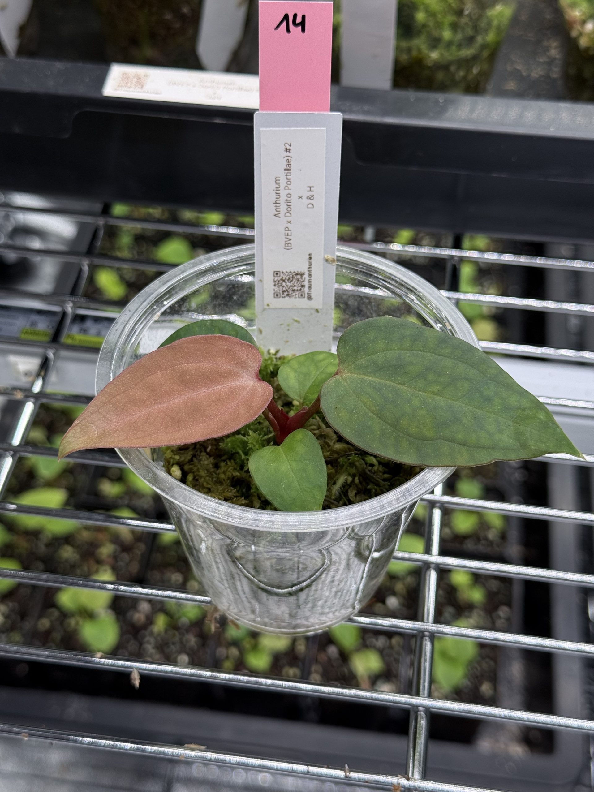 Anthurium (BVEP x Dorito Portillae) #2 x DaH - Nr. 14