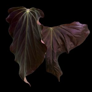 Anthurium (RA BVEP x Dorito Portillae) x sp. nov DF - one leaf seedling