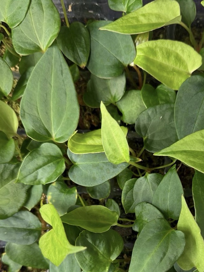 Anthurium (Indo Portillae x X-One) x (RA BVEP x Dorito Portillae) - seedlings – Bild 3