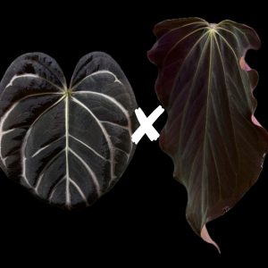 Anthurium Carlablackiae RA8 x (RA BVEP x Dorito Portillae) - seedlinge