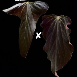 Anthurium 'Black Sweet' x (RA BVEP x Dorito Portillae) - 2x one leaf seedling
