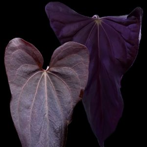 Anthurium Pedro S1 x Anthurium ((RL x FS) F2)