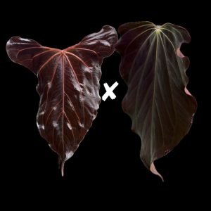 Anthurium (Indo Portillae x X-One) x (RA BVEP x Dorito Portillae) - seedlings