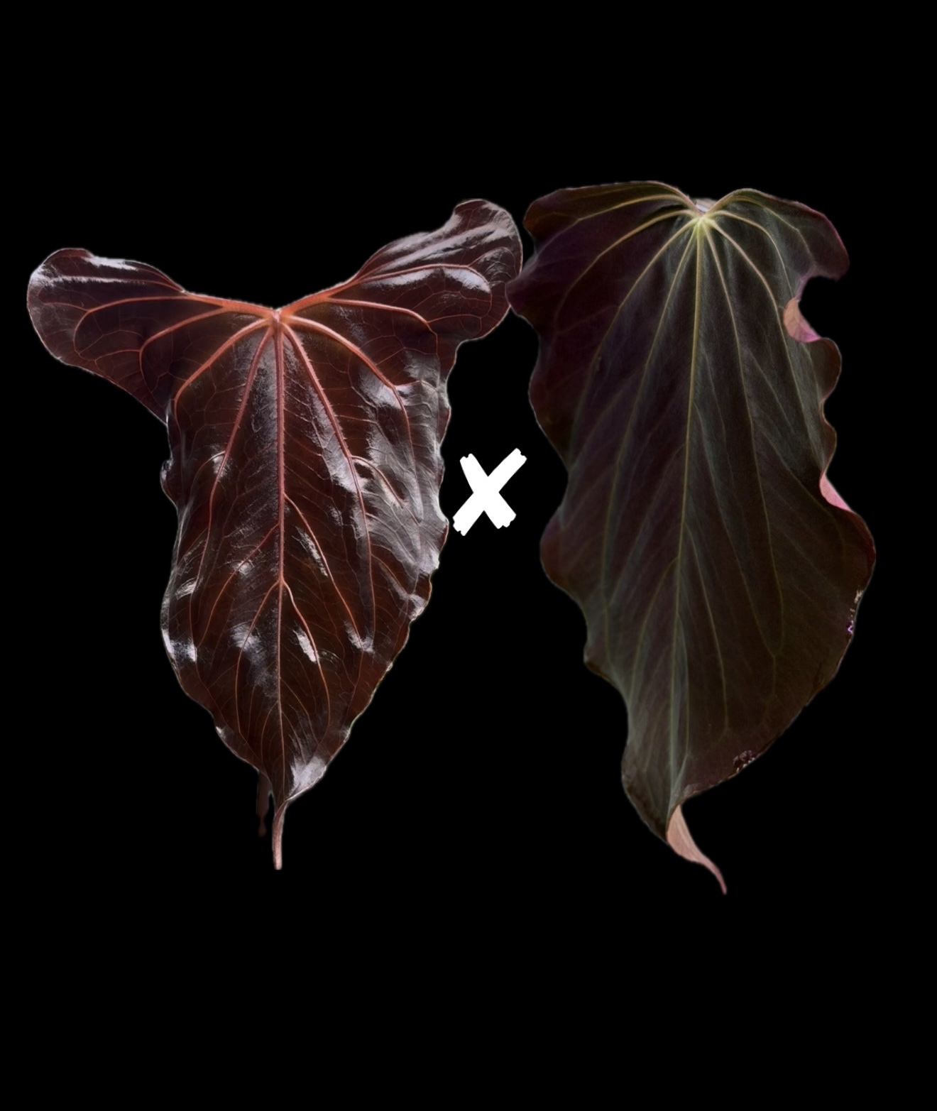 Anthurium (Indo Portillae x X-One) x (RA BVEP x Dorito Portillae) - seedlings