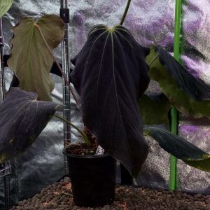Anthurium (RA BVEP x Dorito Portillae) S1