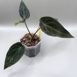 Anthurium Black Thunder