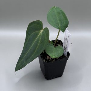 Anthurium Carlablackiae RA8 x (RA BVEP x Dorito Portillae)