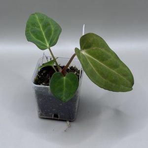 Anthurium Carlablackiae RA8 x (RA BVEP x Dorito Portillae)