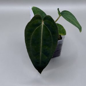 Anthurium Carlablackiae RA8 x (RA BVEP x Dorito Portillae)