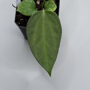 Anthurium sp. nov DF x (RA BVEP x Dorito Portillae)