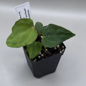 Anthurium Mr. Worldwide S1 #2 x (Pap. #8 x Soul Reaper)