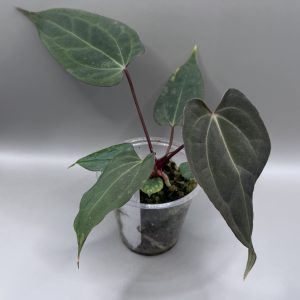 Anthurium (BVEP x Dorito Portillae) #2 x DaH
