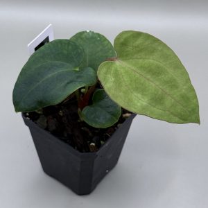 Anthurium RVDP x (RA BVEP x Dorito Portillae)