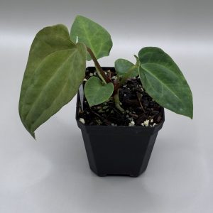 Anthurium RVDP x (RA BVEP x Dorito Portillae)
