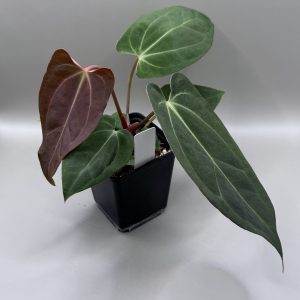 Anthurium (BVEP x Dorito Portillae) #2 x DaH