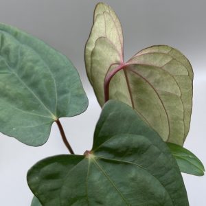 Anthurium RVDP x (Indo Portillae x X-One)