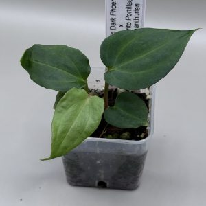 Anthurium RVDP x (RA BVEP x Dorito Portillae)