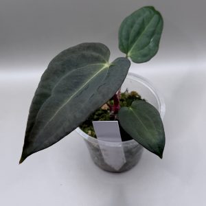 Anthurium (BVEP x Dorito Portillae) #2 x DaH