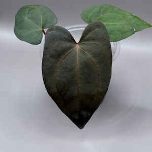 Anthurium RVDP x (Indo Portillae x X-One)